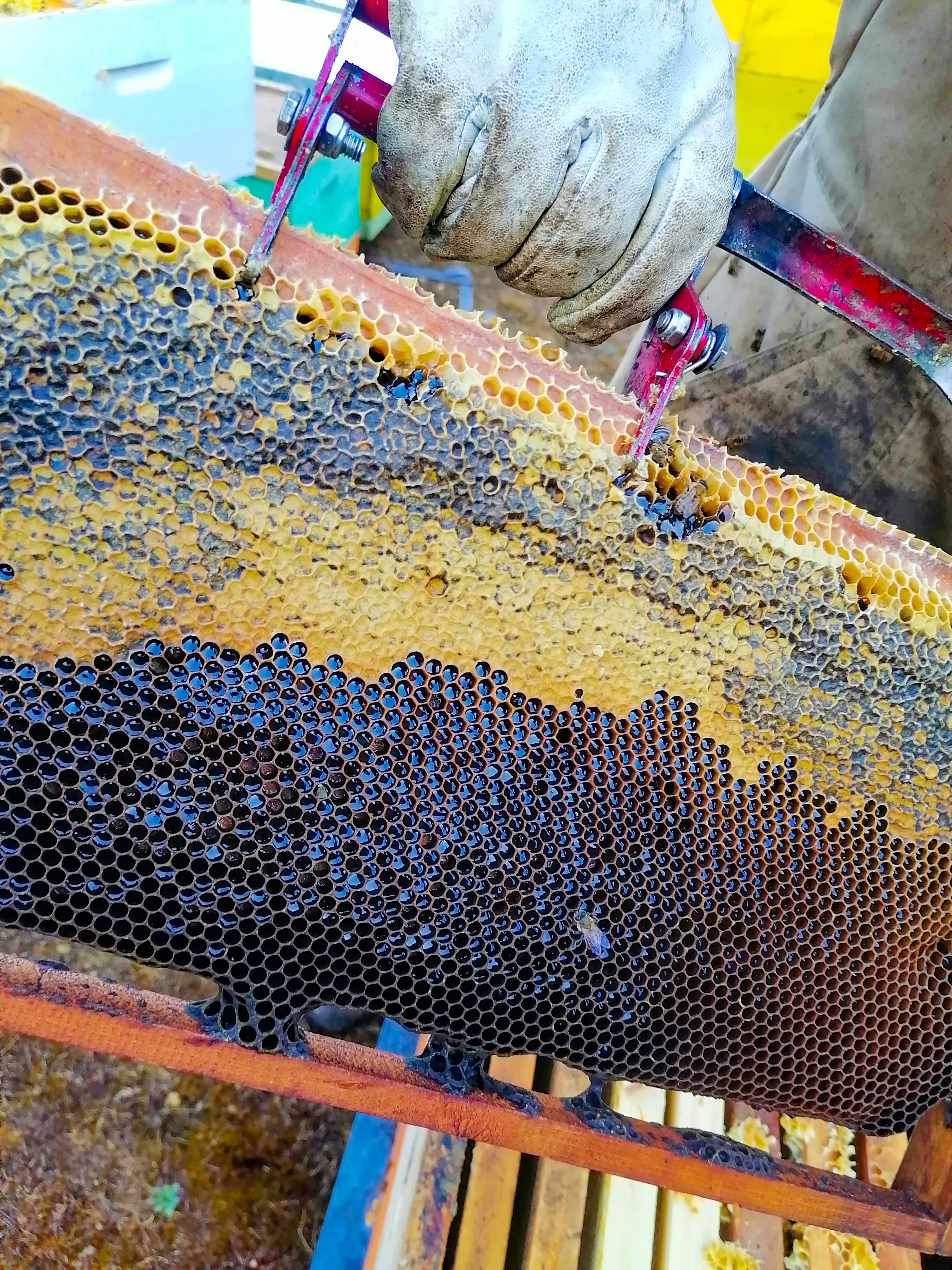 Imagen de Galería Apimiel